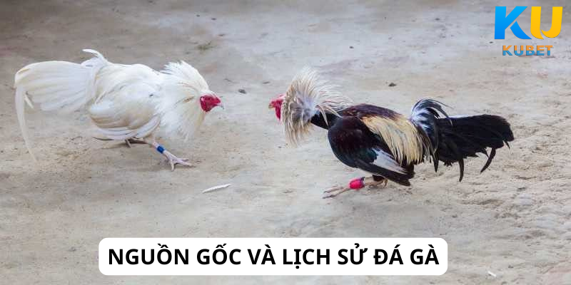 Nguồn Gốc và Lịch Sử Đá Gà