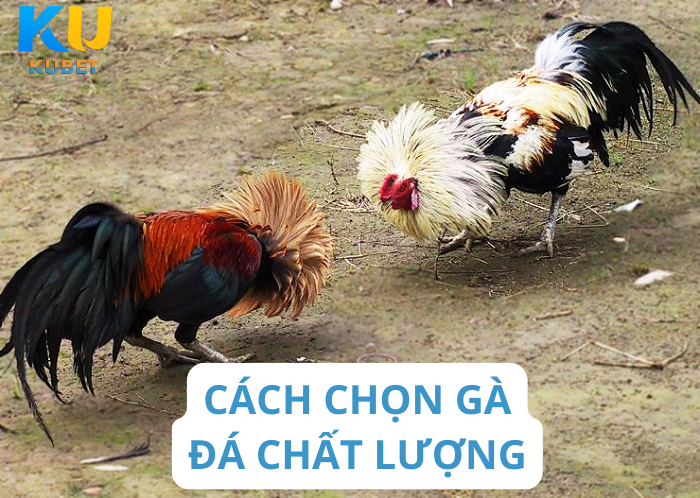 Cách Chọn Gà Đá Chất Lượng